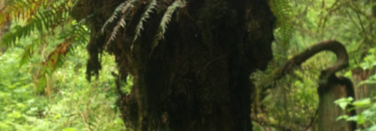 Tree trunk with ferns in dense forest.